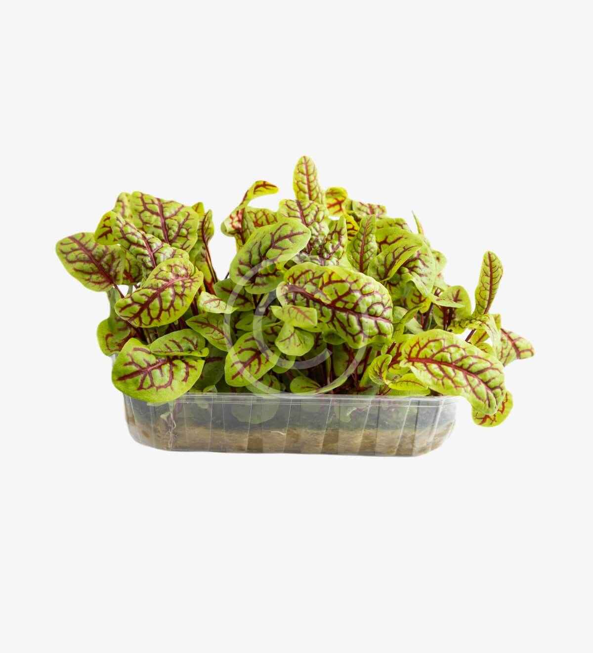 Vegetable container - الصورة 3